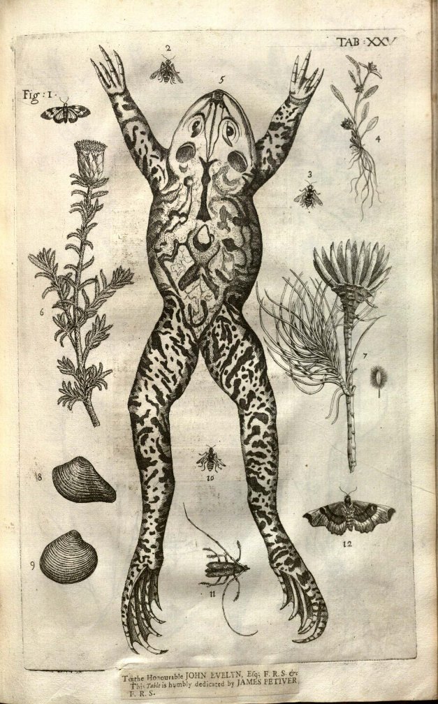 Plate from James Petiver's Gazophylacii Naturae & Artis in qua animalia [...]