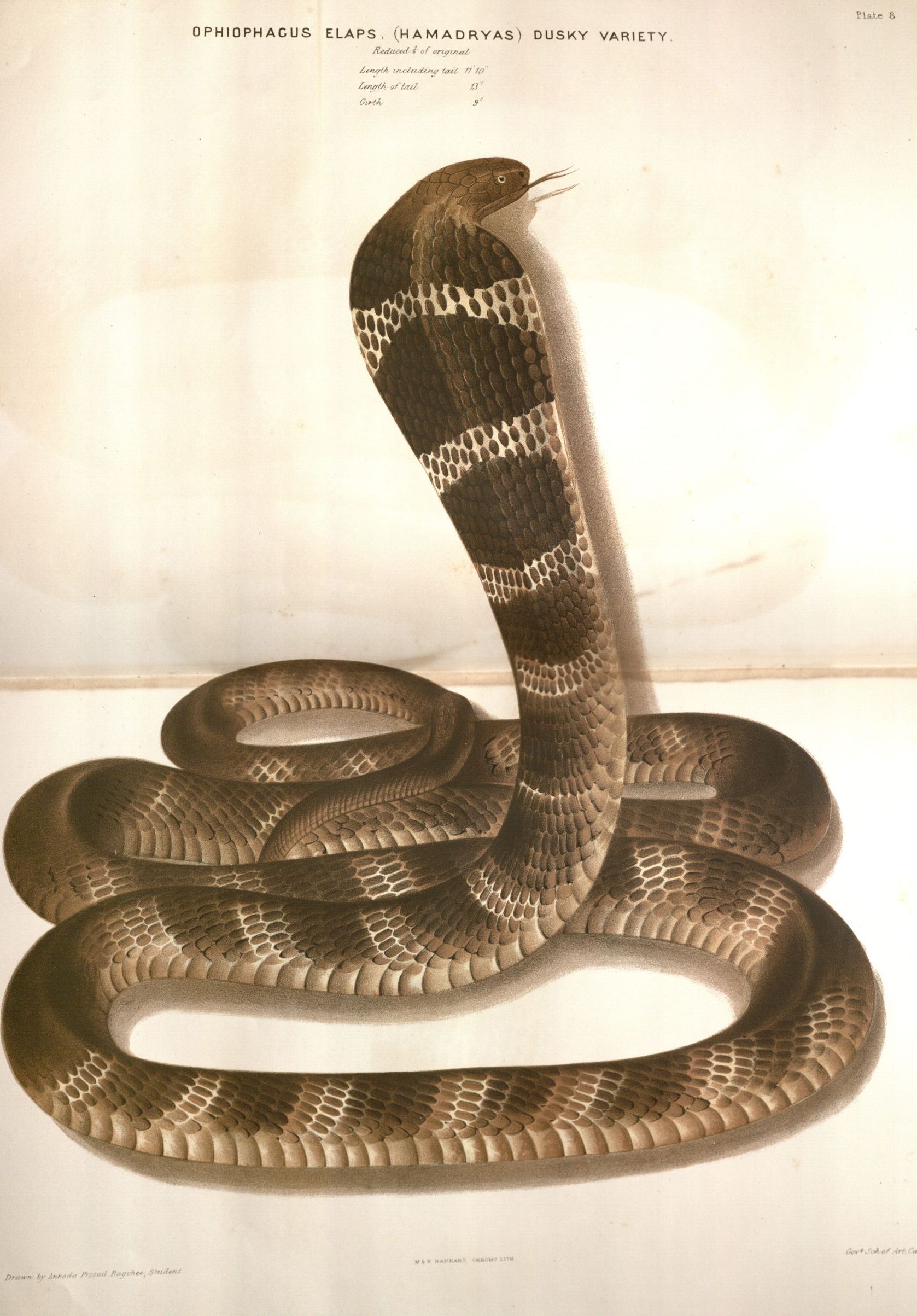 Image of a cobra, Ophiophagus Elaps (plate 8) from Fayrer's the Thanatophidia of India