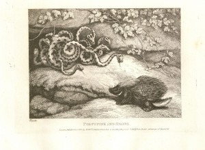 Howitt, Samuel. A New Work of Animals, 1818. Call number Ellis Aves E102. Kenneth Spencer Research Library, University of Kansas.