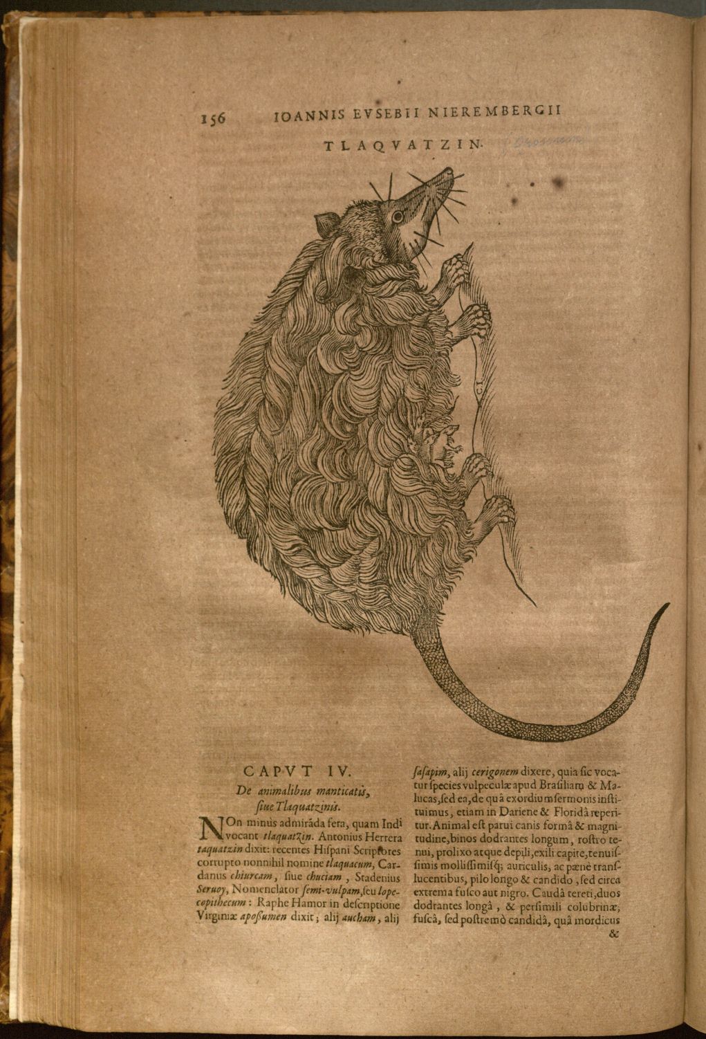 Image of an Opossum from Nieremberg's Historia naturae (1635).