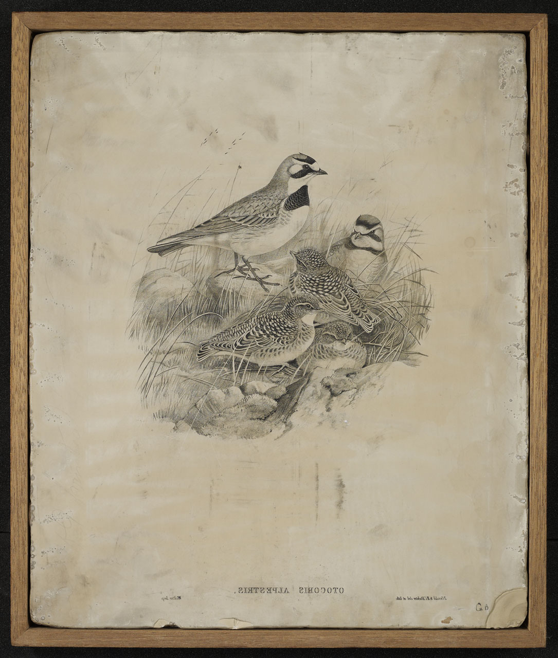 John Gould Native birds flower art print painting Vintage Old Australia 