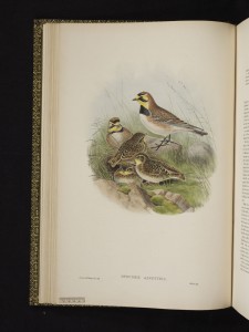 Image of Otocoris alpestris / Horned lark