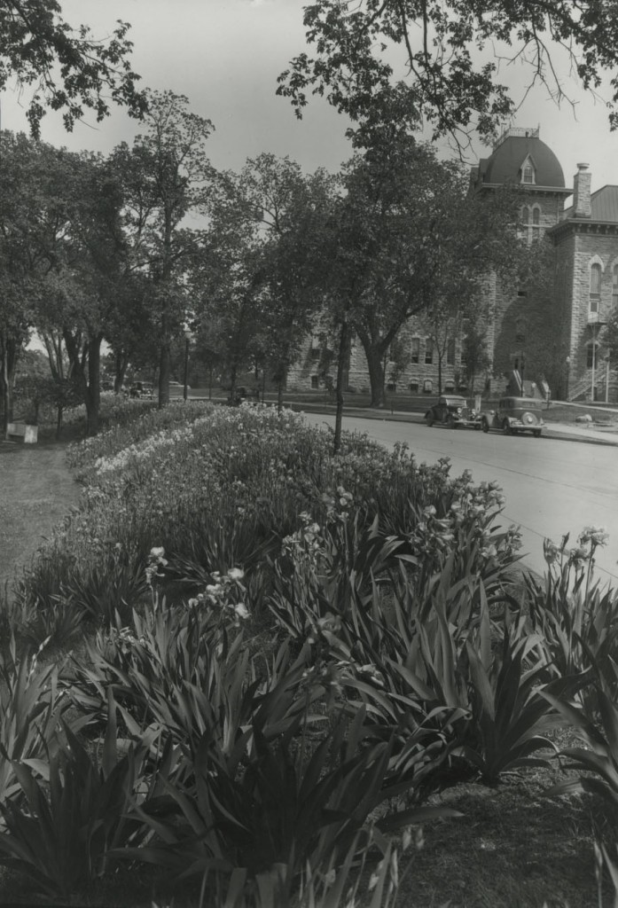 Photograph of flowers along Jayhawk Boulevard, 1930s