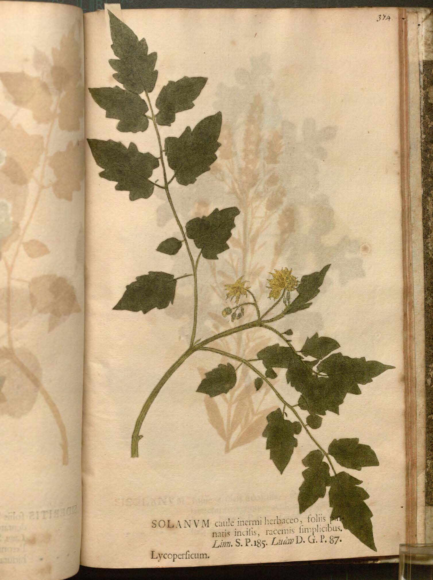 Plate for Solanum lycopersicum  (tomato) in  Kniphof's Botanica in originali seu Herbarum vivum (1757-1767). 