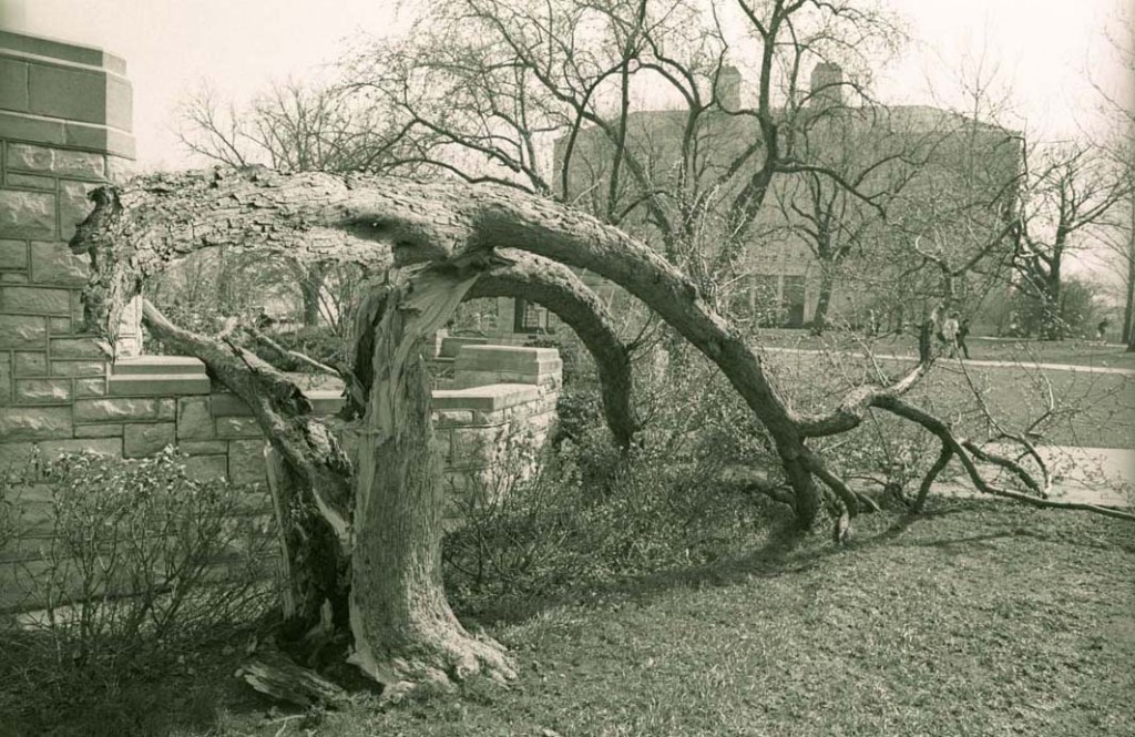 Photograph of a tree in front of Fraser Hall damaged by a storm, 1991