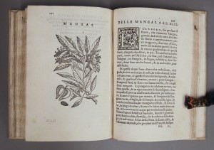 Page from herbal book. Call number Summerfield C1125, Kenneth Spencer Research Library, University of Kansas.