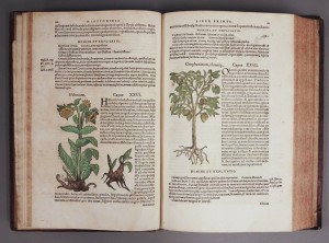 Page from herbal book. Call number Summerfield D291, Kenneth Spencer Research Library, University of Kansas.