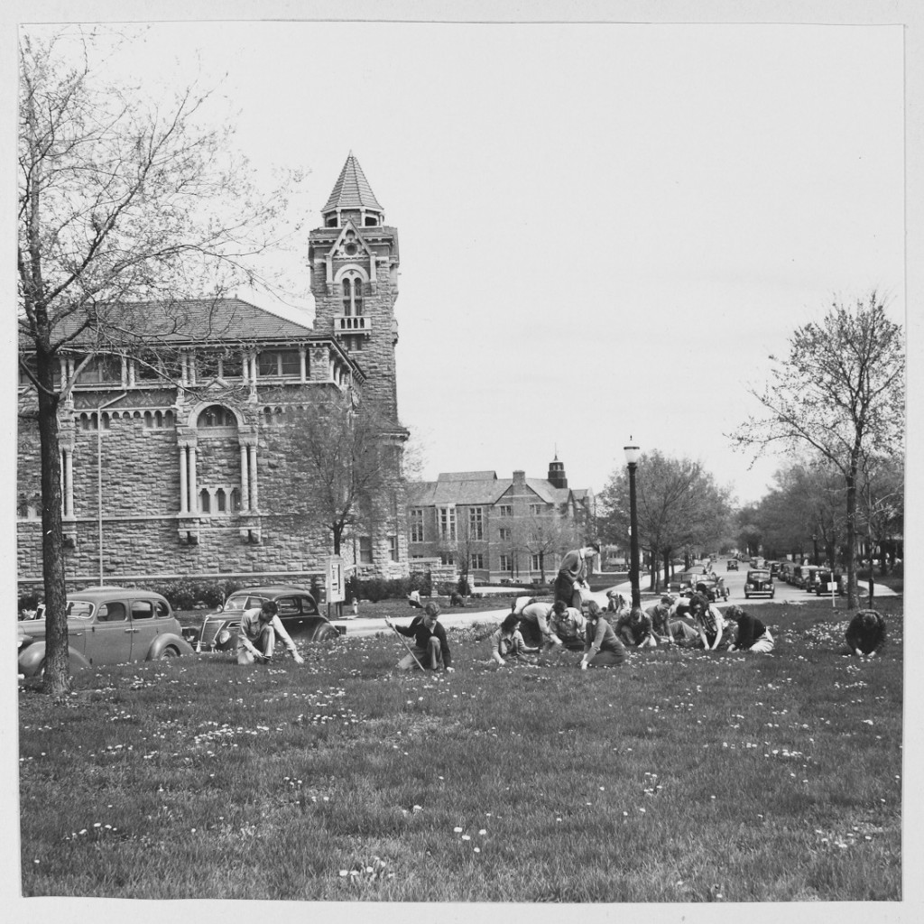 Photograph of several people pulling dandelions on lawn in front of Old Fraser Hall, 1940s