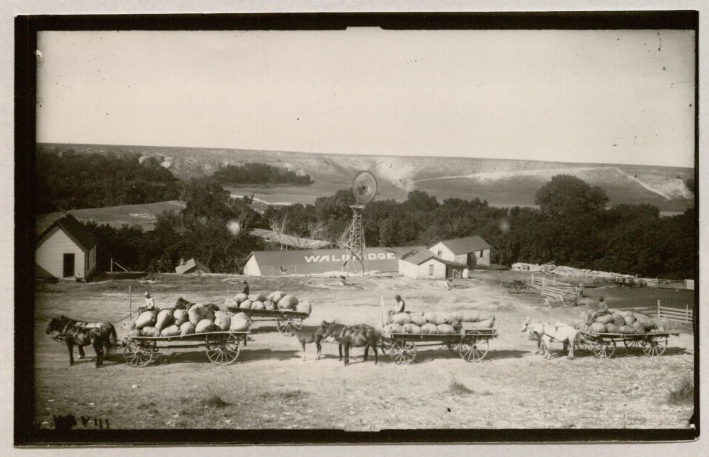 Photograph of wool wagons on Profile Ranch, circa 1885