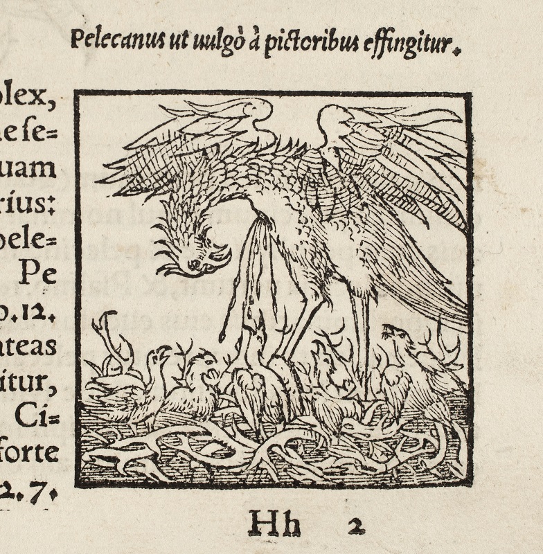 Image of a vulning pelican in Historia animalium, 1555