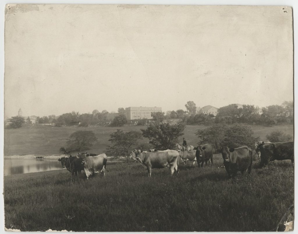 Photograph of cows grazing near Potter Lake, 1918