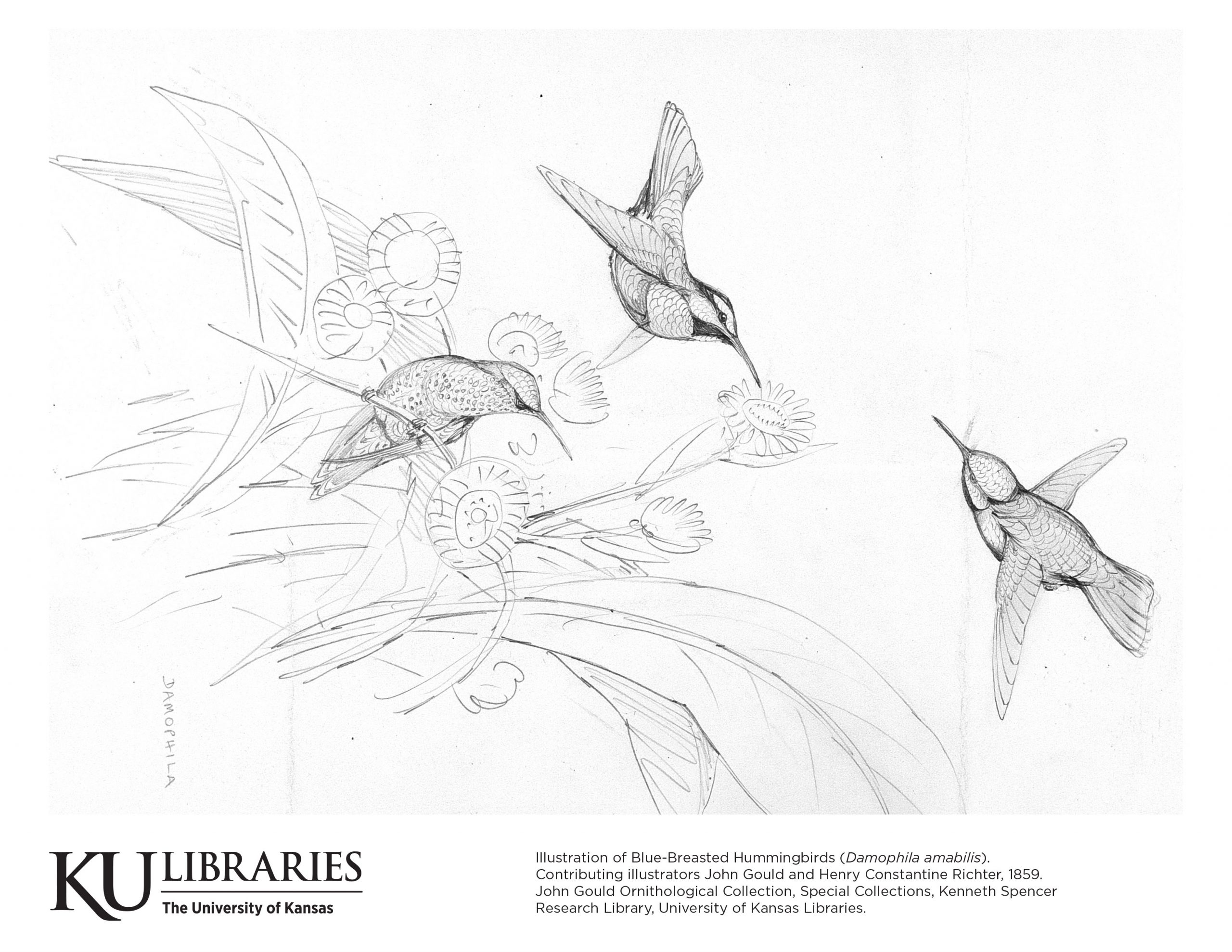 Kenneth Spencer Research Library Blog » Bird drawings