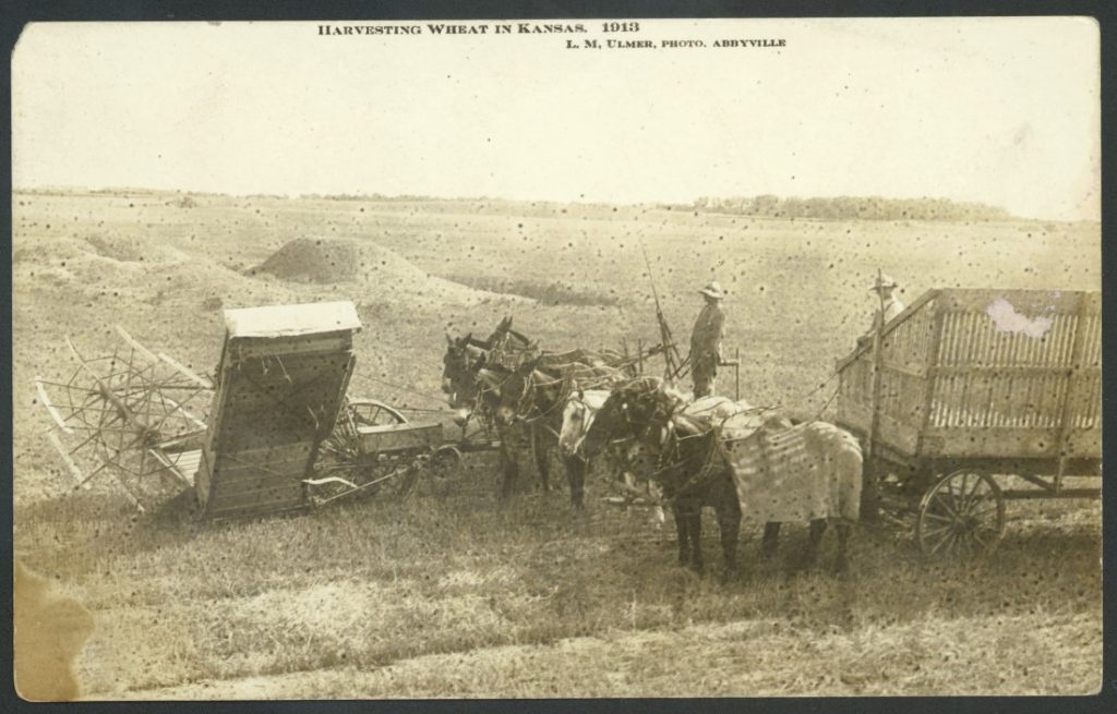 Black-and-white photograph of Men and horse-drawn harvesting machinery in a wheat field.