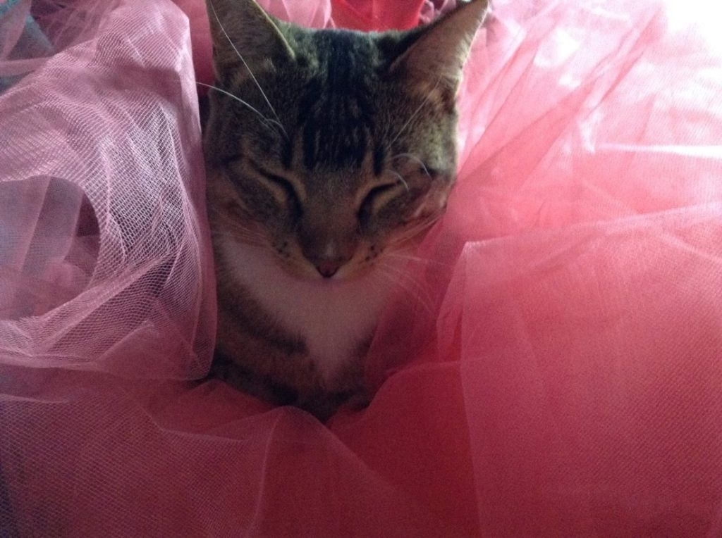 Gray tabby cat with white stomach, nestled in pink tulle.