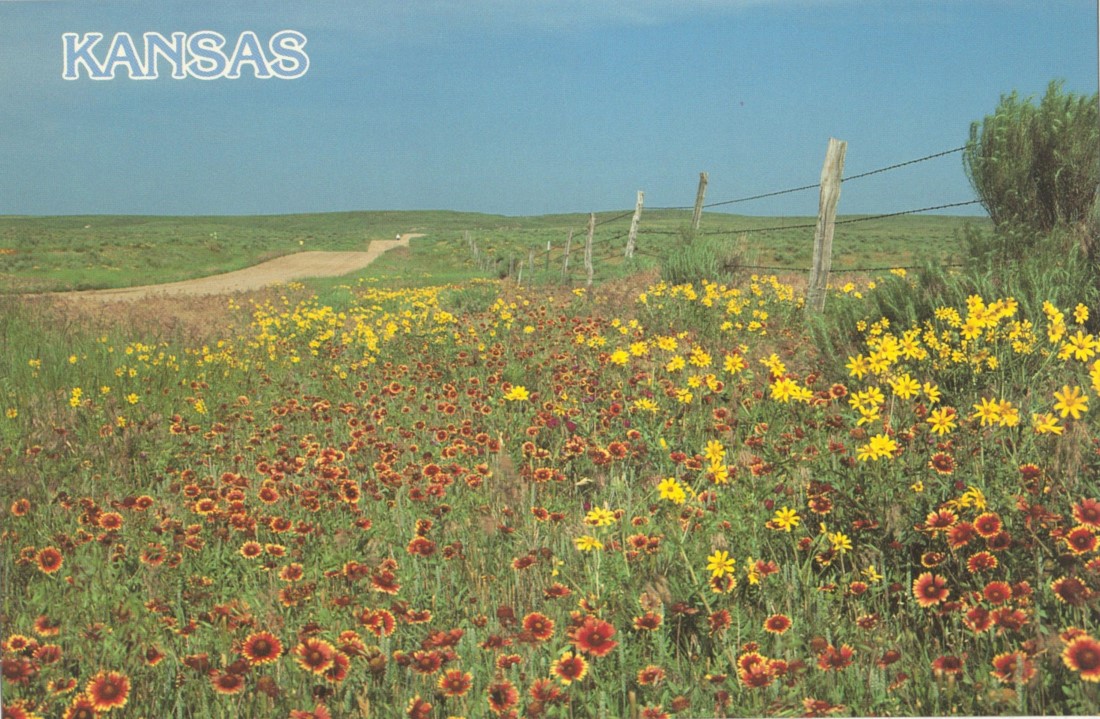 Color postcard of red and yellow flowers along a barbed wire fence.