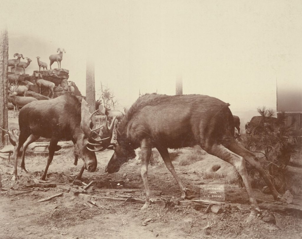 Sepia-toned photographs of two large animals, probably moose, locking antlers.