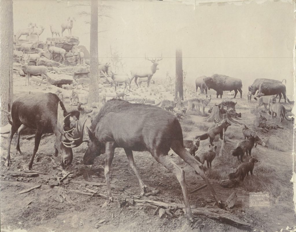 Sepia-toned photograph of two large animals (probably moose) locking antlers with a variety of smaller animals in the background.