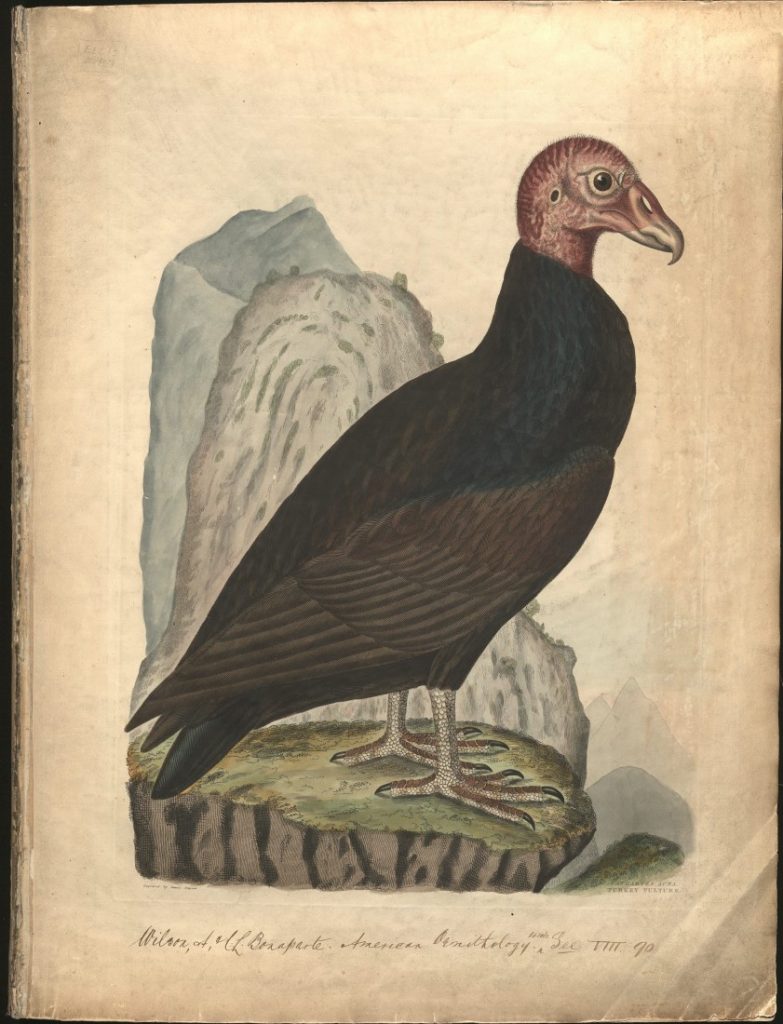 Color illustration of a vulture standing on grass with mountains in the background.