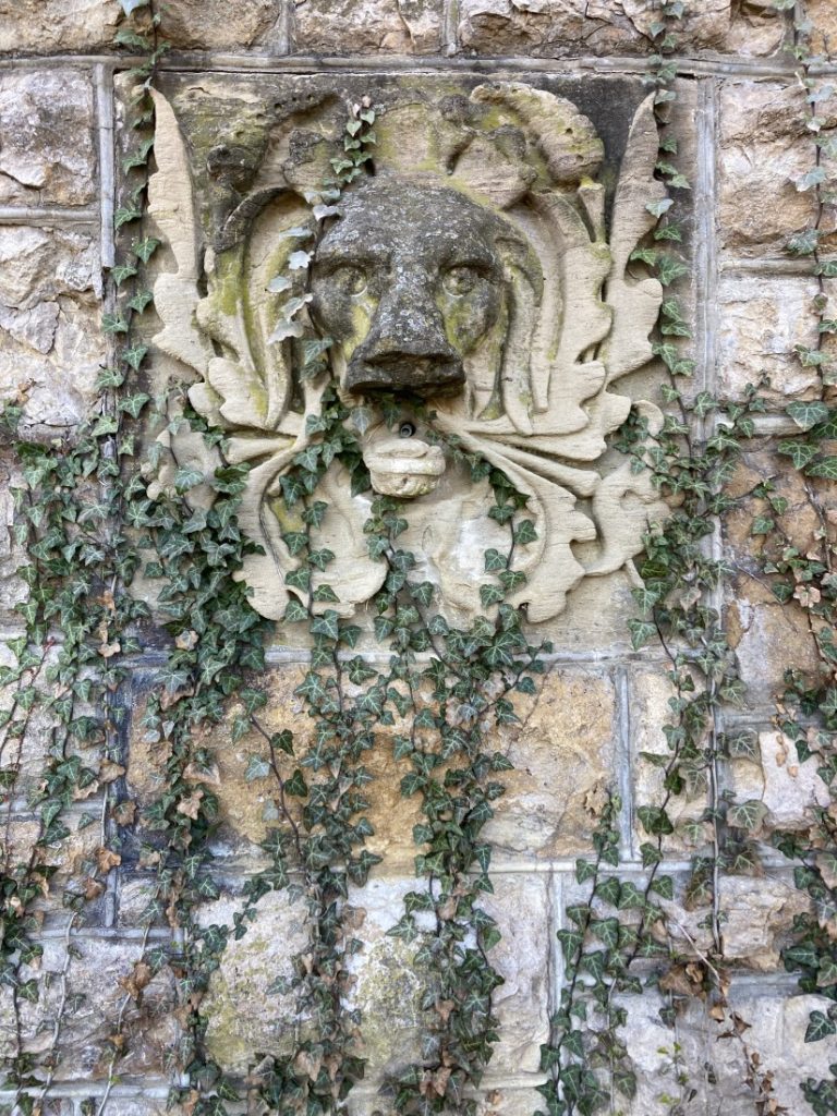 A fountainhead of an animal on a brick wall covered in ivy.
