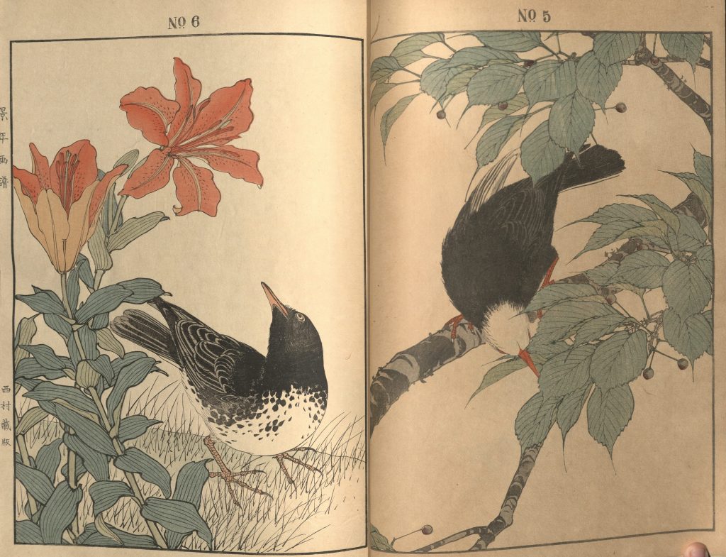 Woodblock prints of birds from vol. 1 of Bunrei Gafu by Maekawa Bunrei, 1885; Call Number: Ellis Aves E241