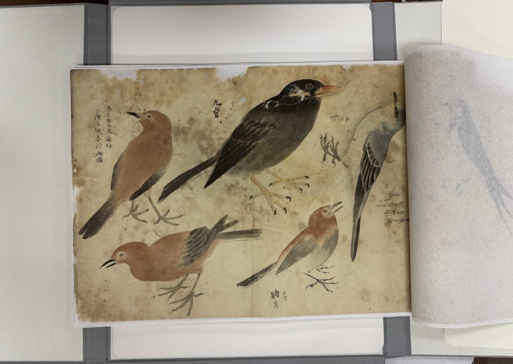 Selected page featuring drawings of birds from Shasei. Kincho bu, by Yoshiki Gyokei, 1853; Call Number: MS G49, with a custom box and interleaved acid-free paper to protect the delicate pages.