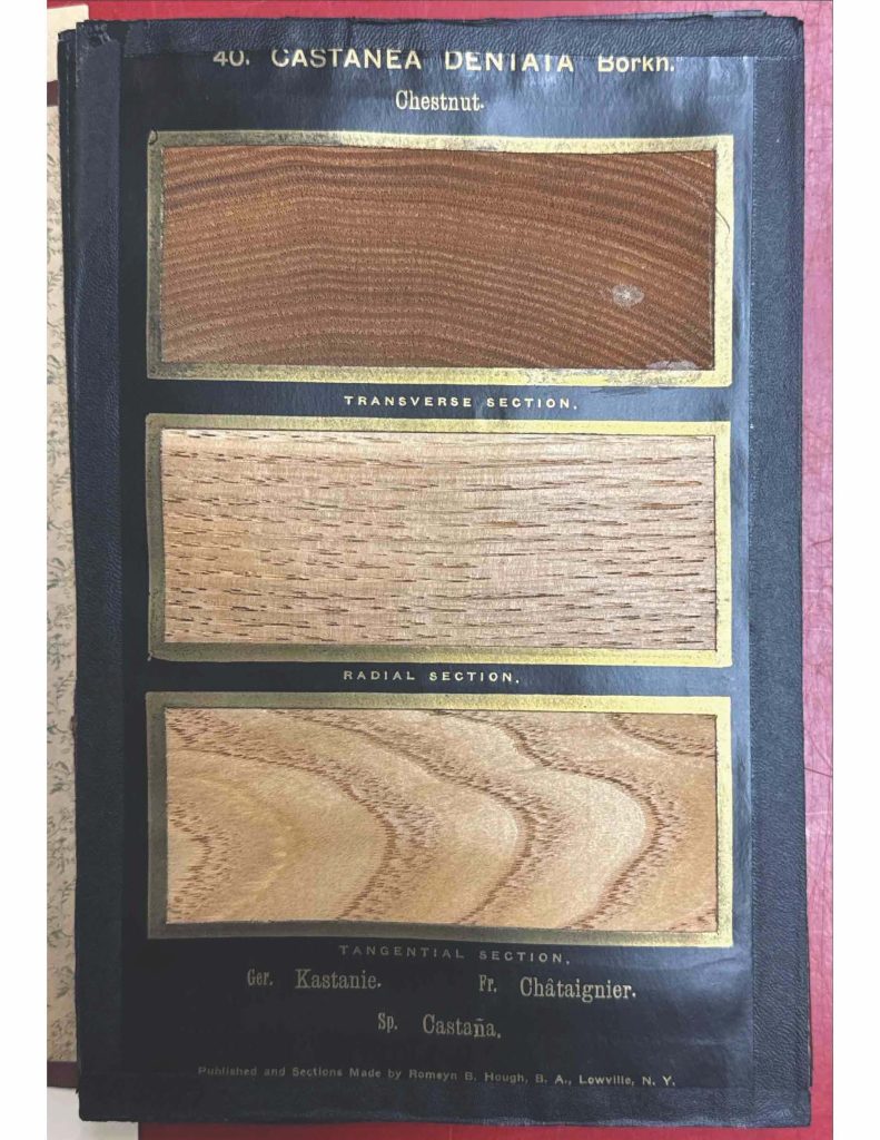 Image of Cross sections of the American Chestnut from Romeyn Beck Hough's The American Woods (1888)