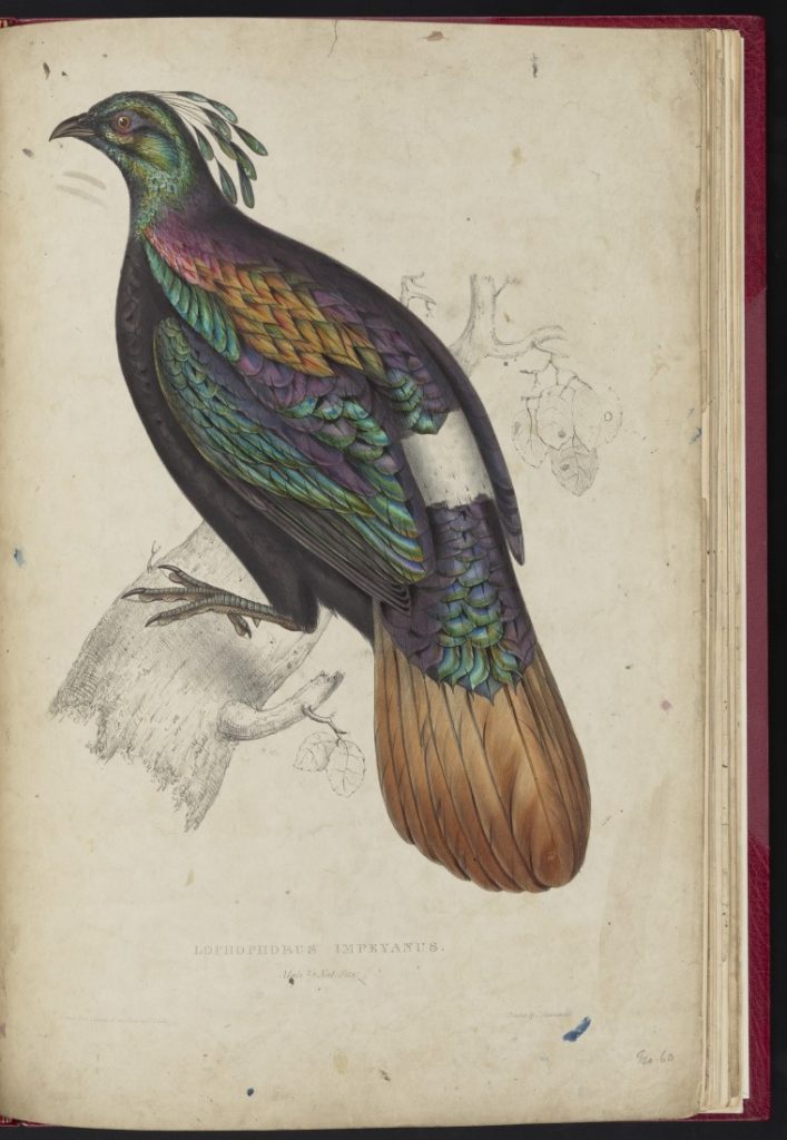 Color illustration of a bird with predominantly purple, green, and brown feathers.