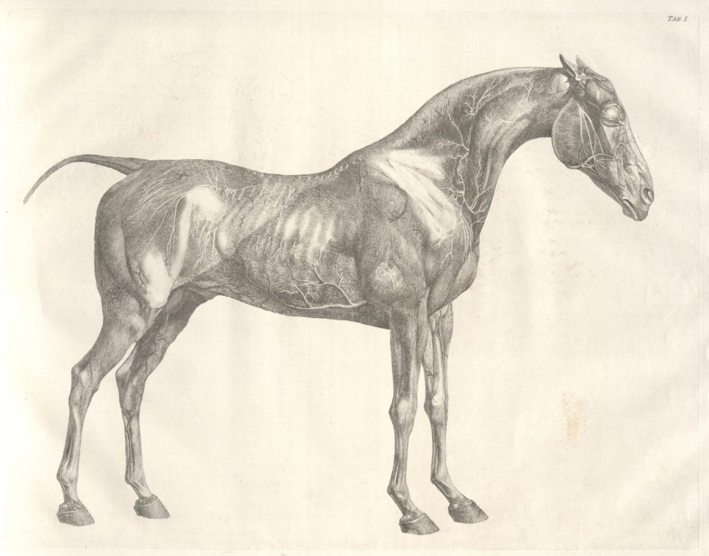 Black-and-white illustration of the side of a horse.