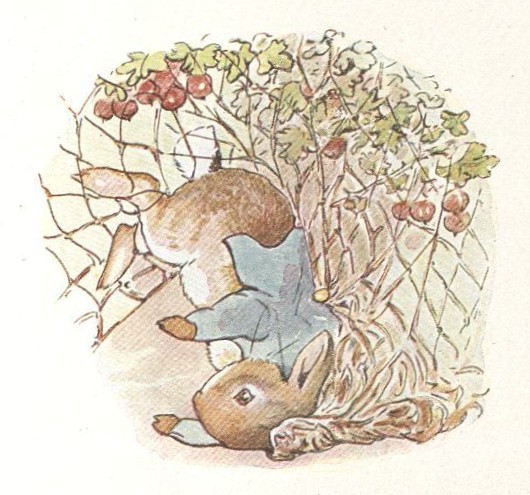Color illustration of a rabbit in a blue jacket, upside down with his paw caught in a garden fence.